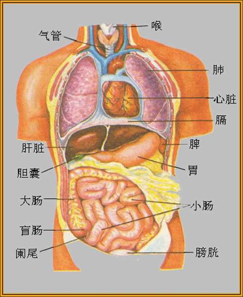 人体内部器官结构图分布图