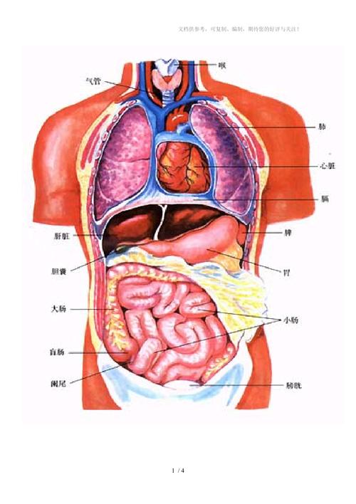 人体内部器官结构图形