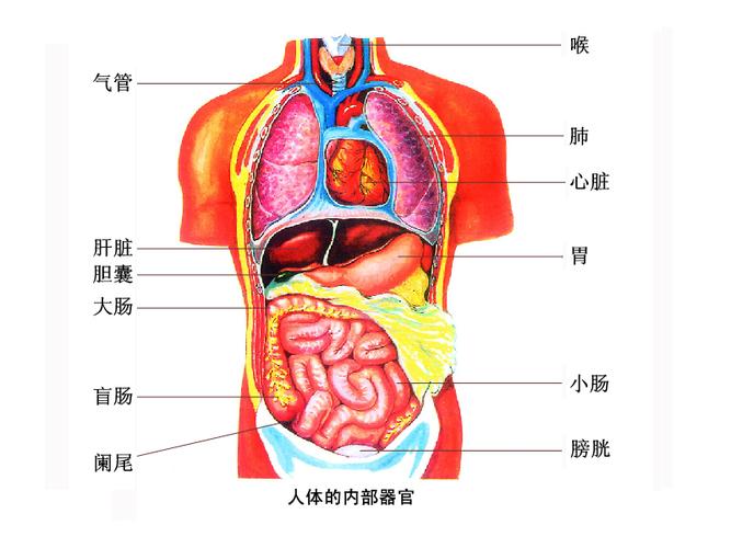 人体内部器官结构图