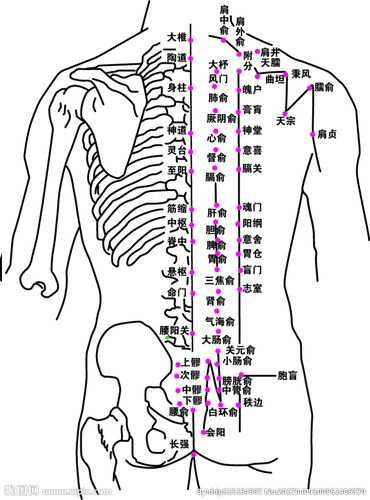 人体背部图