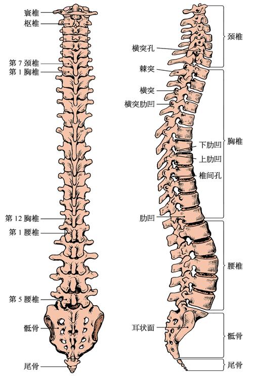 人体脊椎结构图全部