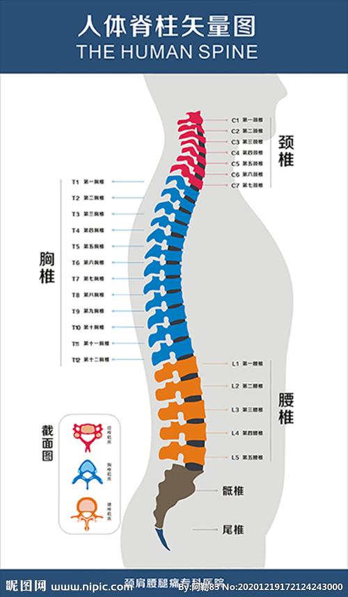 人体脊椎结构图名称