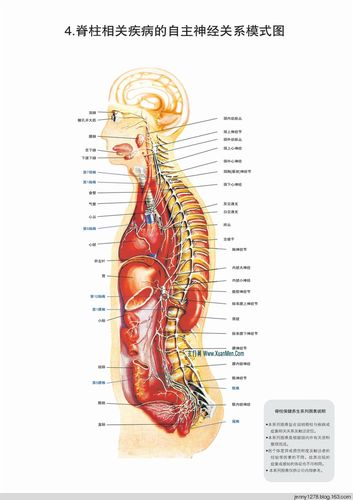 人体脊椎结构图