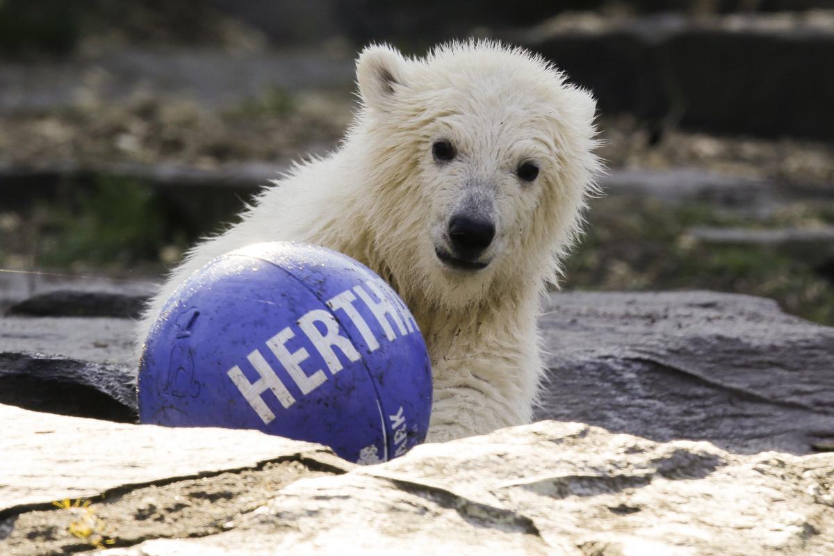北极熊让足球飞
