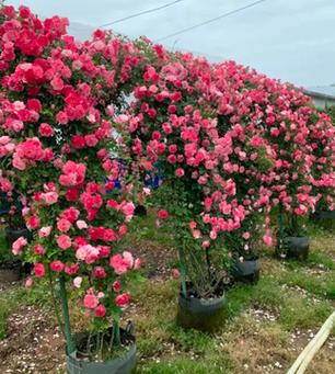 十大爬藤月季排名蔷薇