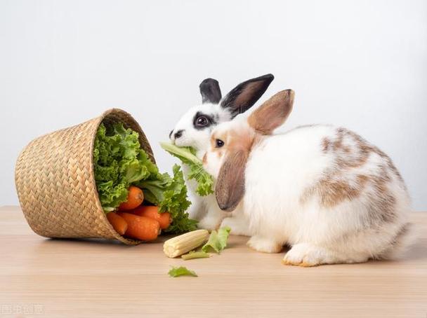 垂耳兔吃什么食物最好