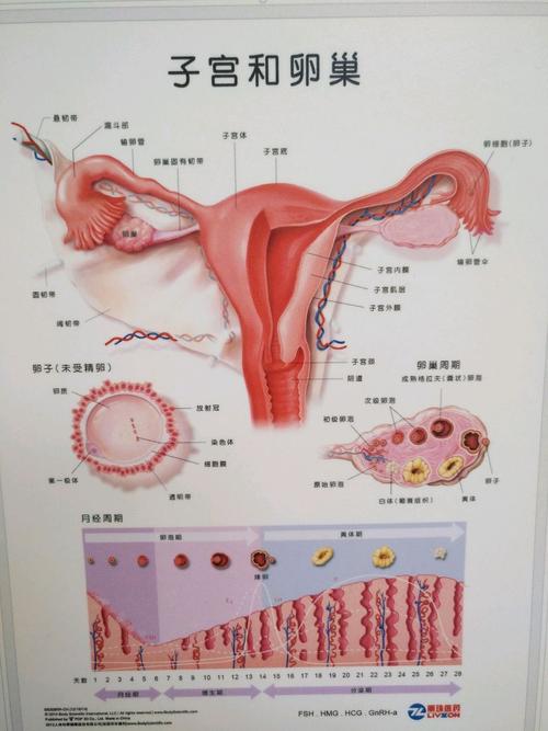子宫解剖图
