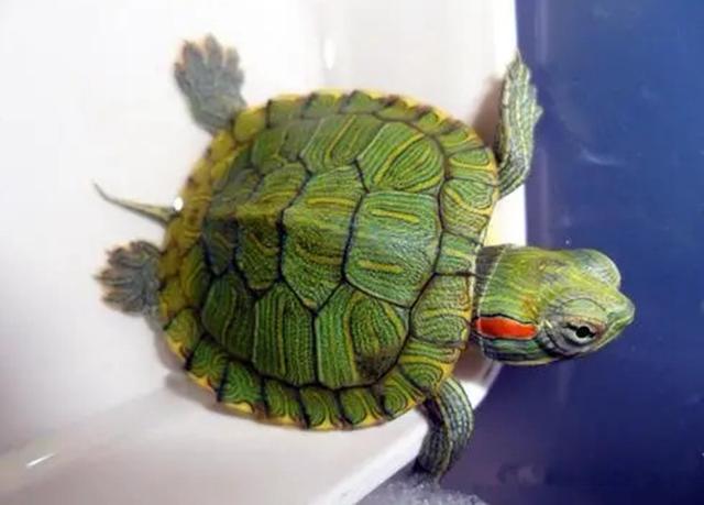 巴西龟对人的危害有哪些表现