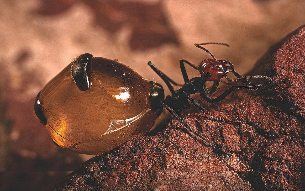 最大的蚂蚁