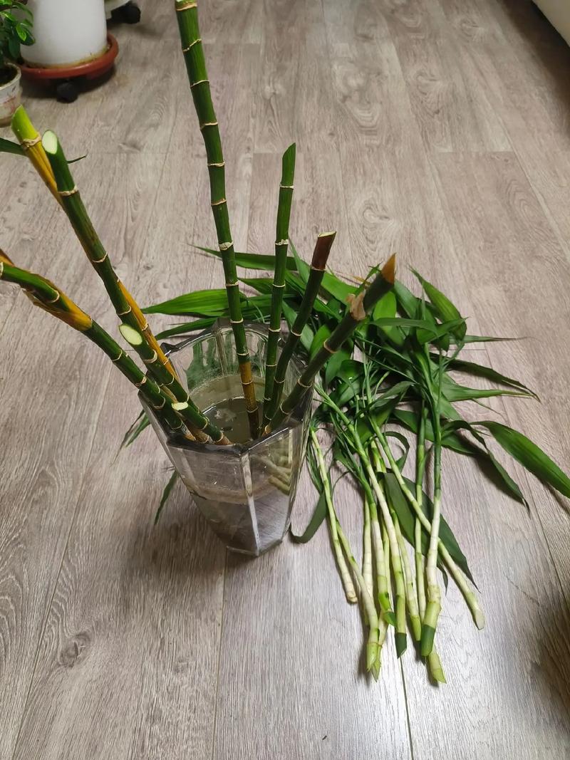 水培富贵竹怎么养
