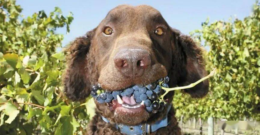 狗吃葡萄会怎样