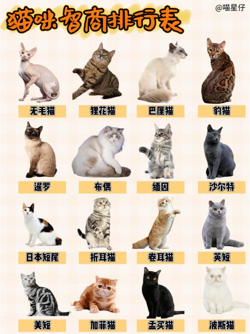 猫智商排名