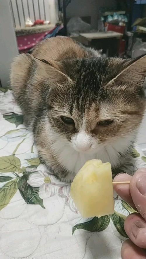 猫能吃梨吗