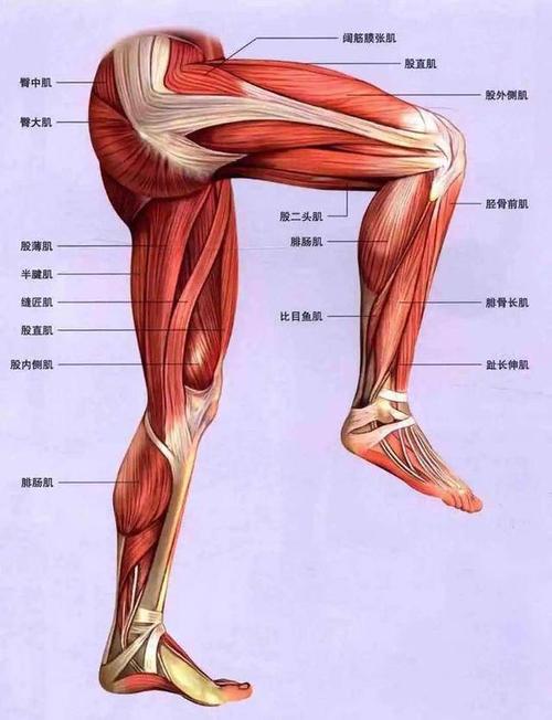 腿部肌肉图
