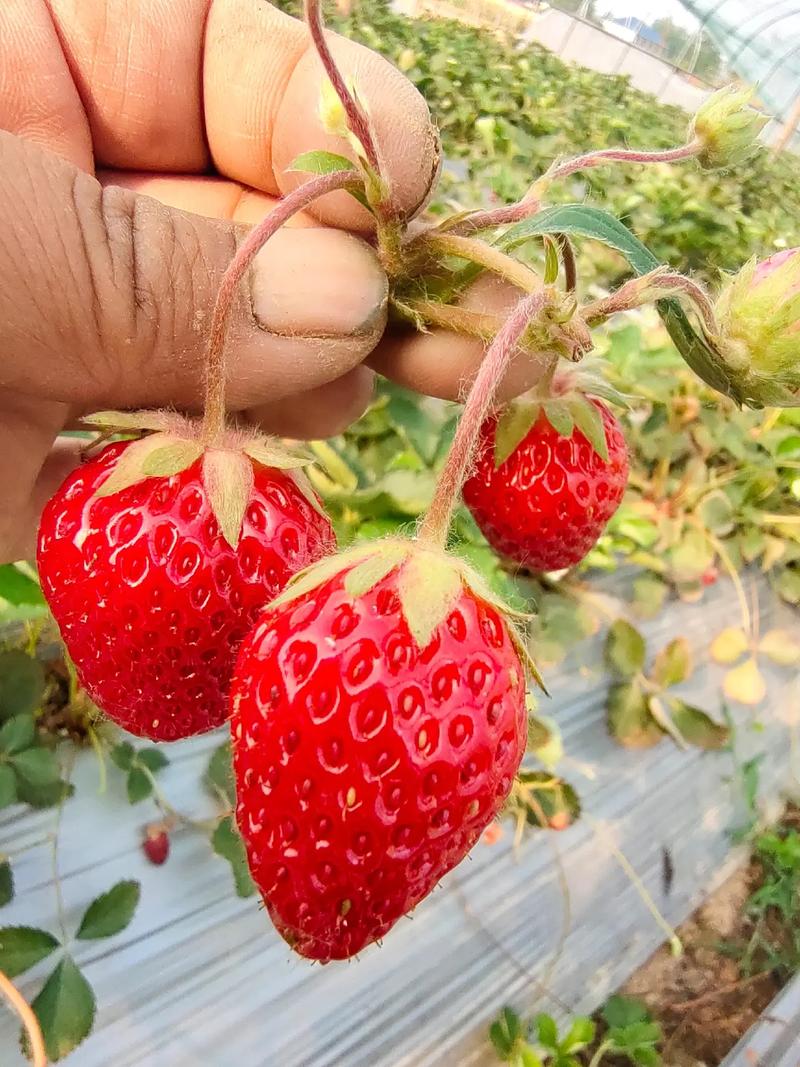 草莓能放几天