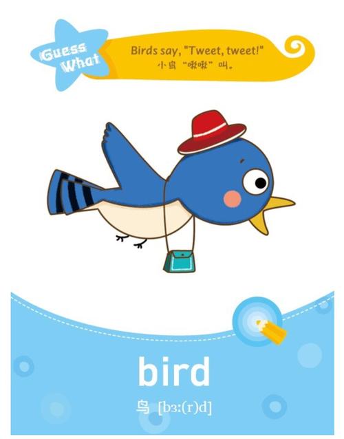 鸟的英语单词