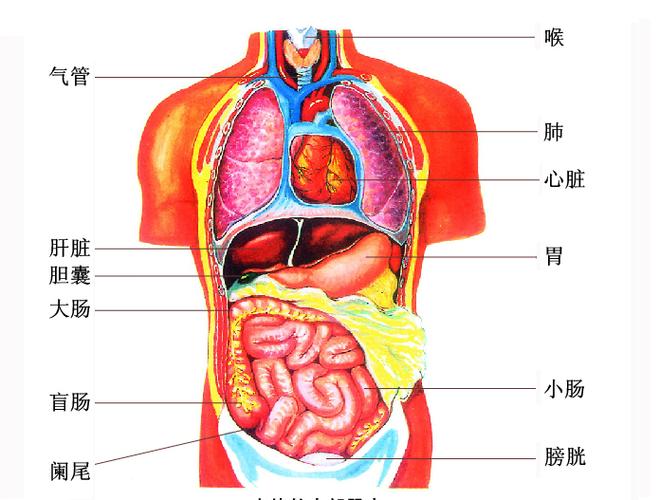 人体内脏器官图的相关图片