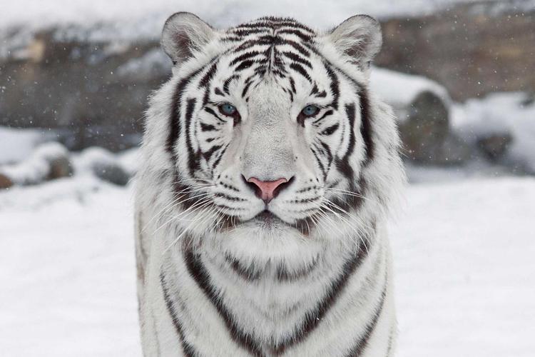 什么是白虎的相关图片