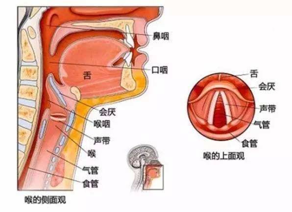 咽喉结构图的相关图片