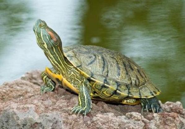 梦见乌龟是什么预兆吗的相关图片