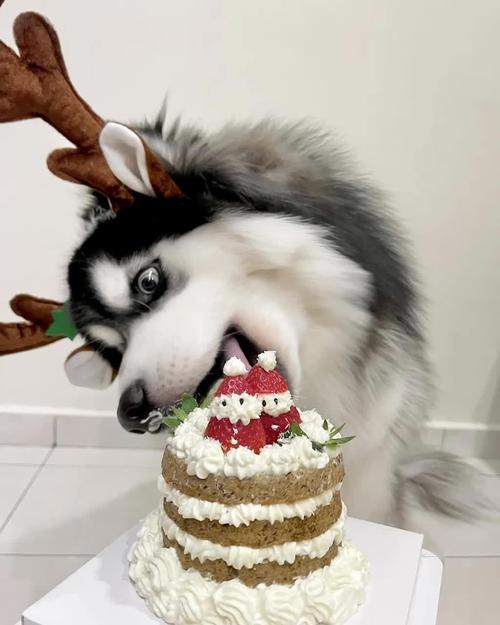 狗能吃蛋糕吗的相关图片