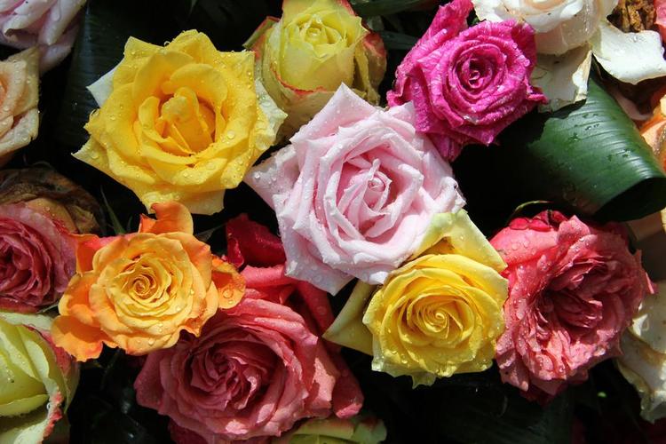 玫瑰花有哪些颜色的相关图片
