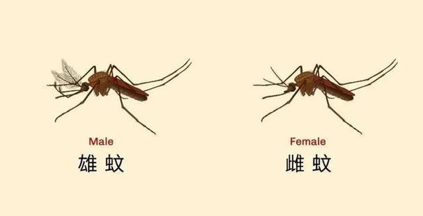 蚊子的天敌的相关图片