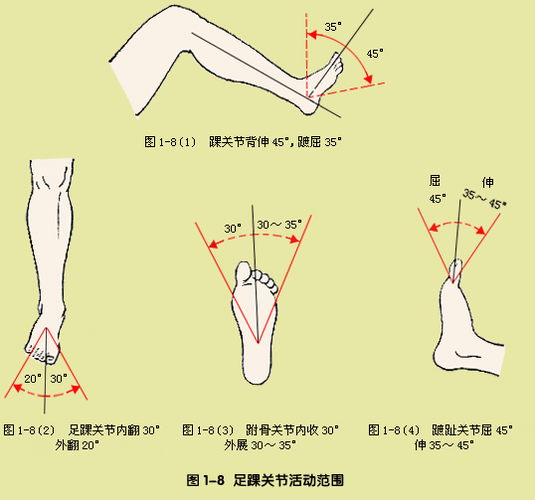 踝关节活动度的相关图片
